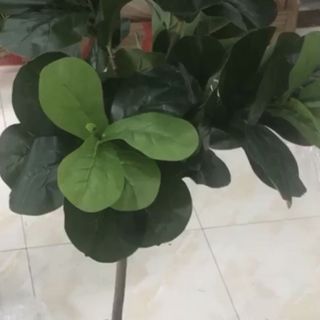 Phân phối cây bàng singapore giả giá sỉ