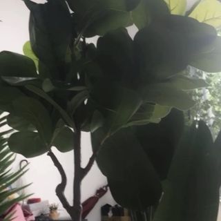 Phân phối cây bàng singapore giả giá sỉ