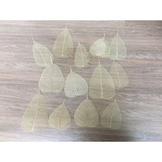 Set 10 Xương lá bồ đề, ngọc lan phơi khô tư nhiên không dùng chất tẩy trắng, lớn nhỏ ngẫu nhiên