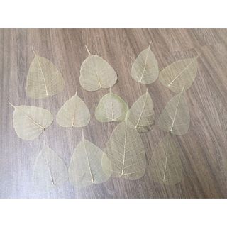 Set 10 Xương lá bồ đề, ngọc lan phơi khô tư nhiên không dùng chất tẩy trắng, lớn nhỏ ngẫu nhiên