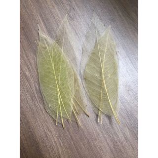 Set 10 Xương lá bồ đề, ngọc lan phơi khô tư nhiên không dùng chất tẩy trắng, lớn nhỏ ngẫu nhiên