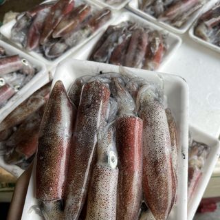 Mực câu cấp đông Móng Cái