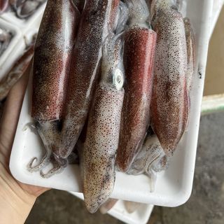 Mực câu cấp đông Móng Cái