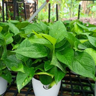 Cây vạn niên thanh (trầu bà) thủy sinh