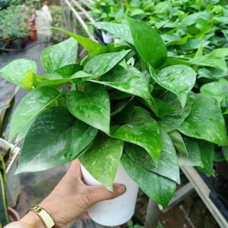 Cây vạn niên thanh (trầu bà) thủy sinh