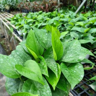 Cây vạn niên thanh (trầu bà) thủy sinh