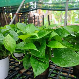 Cây vạn niên thanh (trầu bà) thủy sinh