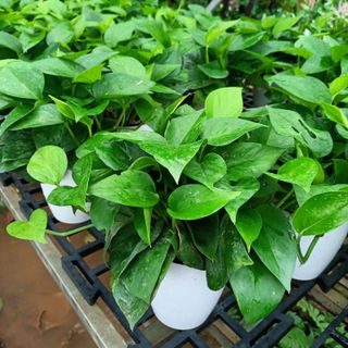 Cây vạn niên thanh (trầu bà) thủy sinh
