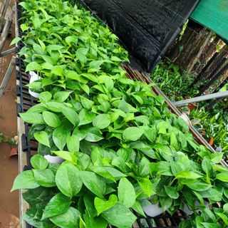 Cây vạn niên thanh (trầu bà) thủy sinh