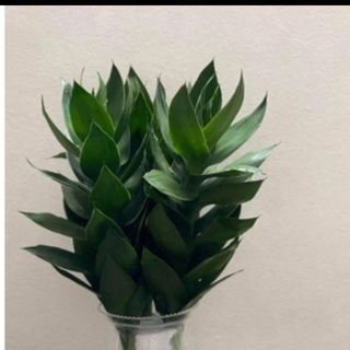 Phát tài búp sen (cành)