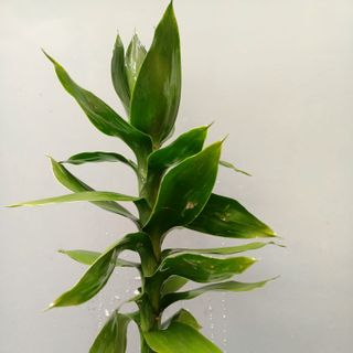 Phát tài búp sen (cành)