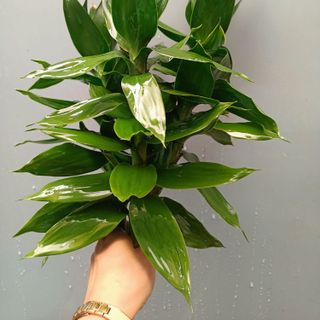 Phát tài búp sen (cành)