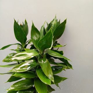 Phát tài búp sen (cành)