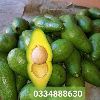 Bỏ sỉ bơ vườn, bơ sáp, bơ 034, bơ booth