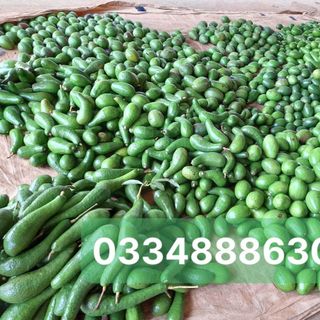 Bỏ sỉ bơ vườn, bơ sáp, bơ 034, bơ booth
