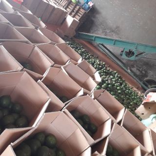 Bỏ sỉ bơ vườn, bơ sáp, bơ 034, bơ booth