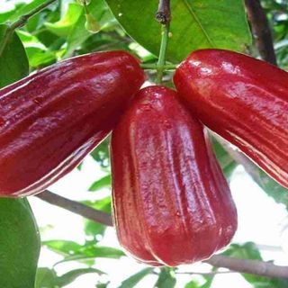 quả roi