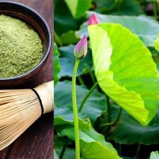 Bột lá sen