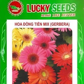 Hạt giống hoa cúc đồng tiền