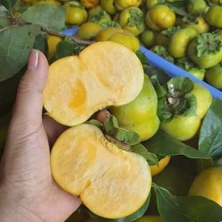 Hồng giòn Mộc Châu