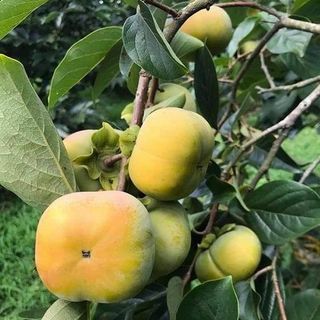 Hồng giòn Mộc Châu