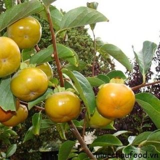 Hồng giòn Mộc Châu
