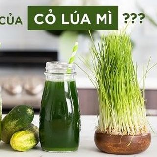 Bột cỏ lúa mì