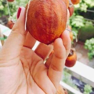 Hồng treo gió