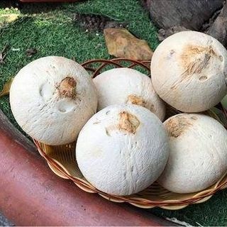 Dừa xiêm gọt sọ Bến Tre