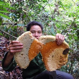 Mật ong rừng Quản Bạ