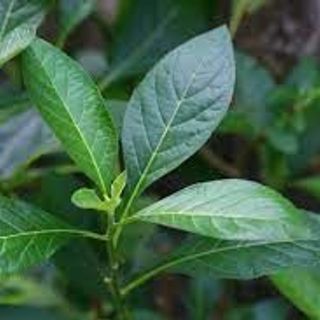 Cây mật gấu