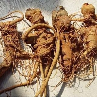 Rễ tam thất