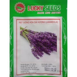 Hạt giống hoa lavender (oải hương) giá sỉ