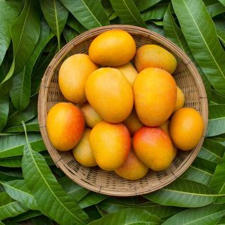 xoài tượng Bình Định