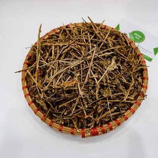 Cà gai leo đủ bộ