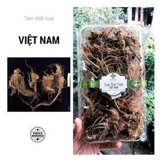 Tam thất tươi