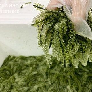Rong nho tách nước