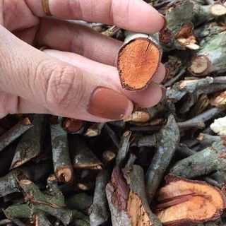 Tầm gửi gạo