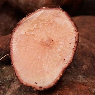Tầm gửi nghiến
