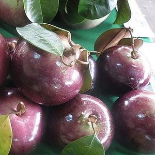 Vú sữa Lò Rèn
