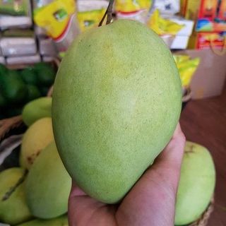 xoài tứ quý