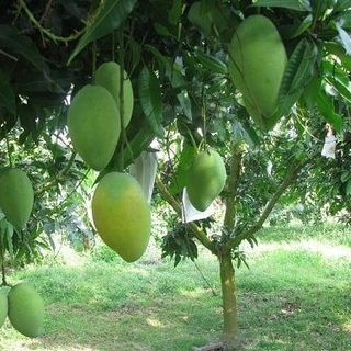 xoài tứ quý