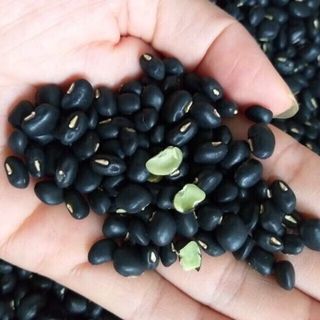 Đậu đen xanh lòng - Đỗ đen xanh lòng