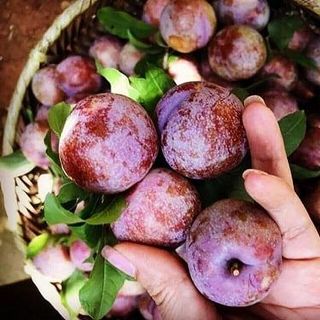 mận hậu Mộc Châu
