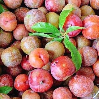 mận hậu Mộc Châu