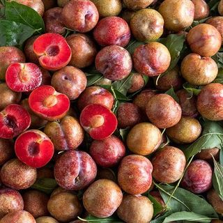 mận hậu Mộc Châu
