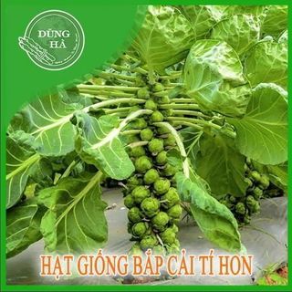 Hạt giống bắp cải tí hon giá sỉ