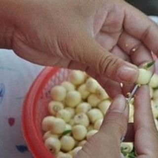 Hạt sen tươi
