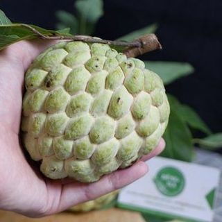 na Lạng Sơn, na miền Tây