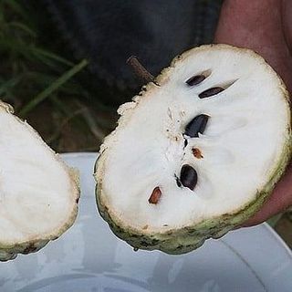 na Lạng Sơn, na miền Tây
